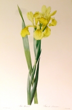 TRV 20 - Iris Monnieri
