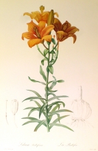 TRV 21 - Lilium Bulliferum