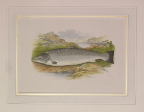 PH23 - Salmon