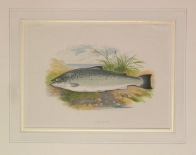 PH24 - Salmon Trout
