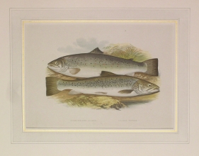 PH25 - Short Headed Salmon