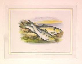 PH26 - Allis Shad  [it. Alosa]