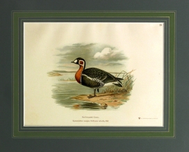 RUX 11 - Red breasted Goose