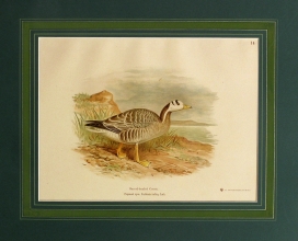 RUX 08 - Barred headed Goose