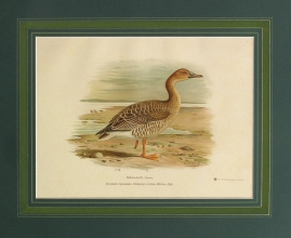 RUX 06 - Middendorff€s Goose