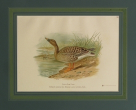 RUX 05 - Easten Bean Goose