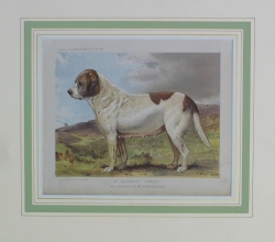 CA 25 - St. Bernard