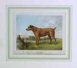 CA 22 - Irish Terrier