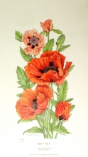 TRV 27 - Poppies