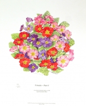 TRV 31 - Primulas, plate II