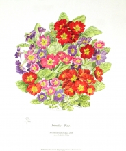 TRV 32 - Primulas, plate I