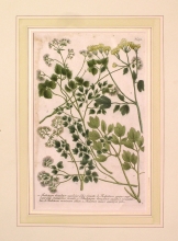WEIN10 - Thalictrum canadense aquilegice folio sinuato