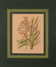 Maund 61 - Shylidium Drummondii