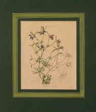 Maund 64 - Delphinium Tenuissimum