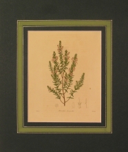 Maund 67 - Mariettia Decussata