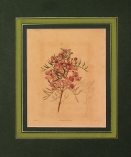Maund 70 - Boronia Pinnata