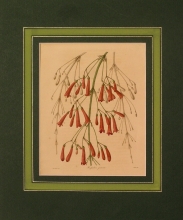 Maund 71 - Russelia Juncea