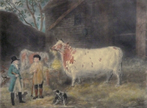 U351B - The holderness cow