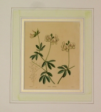 Maund 73 - Lotus Albidus