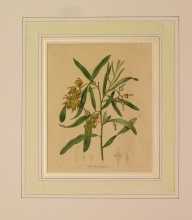 Maund 74 - Grevillia Ferruginea