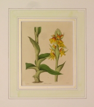 Maund 75 - Satyrium Erectum