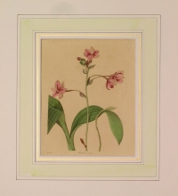 Maund 78 - Paxtonia Rosea