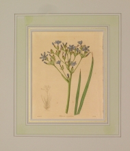 Maund 80 - Witsenia Corymbosa