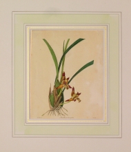 Maund 82 - Maxillaria Tennifolia