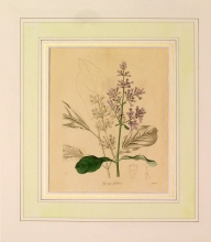 Maund 84 - Syringa josikaea