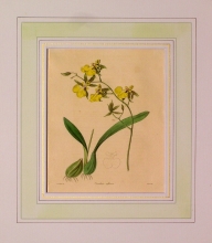 Maund 85 - Oncidium Reflexum