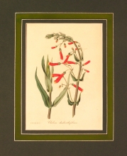 PX43 - Chelone Cheilanthifolium