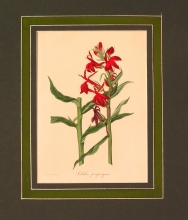 PX44 - Lobelia Propinqua