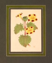 PX46 - Mimulus Smithii