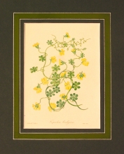 PX47 - Tropaeolum Brachyceras