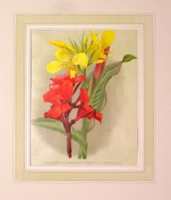 GA167 - Canna. Louis Thibaut