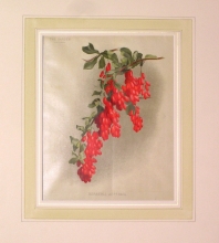 GA169 - Berberis asperma