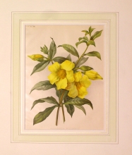 GA170 - Allamanda williamsi