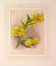 GA171 - Lilium szovitsianum