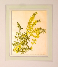 GA172 - Cytisus nigricans