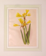 GA173 - Anoiganthus cyrtanthus breviflorus