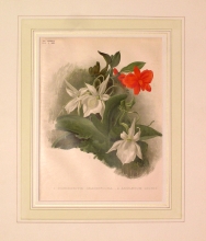 GA176 - Sophronitis grandiflora