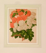 GA177 - New double chinese primroses