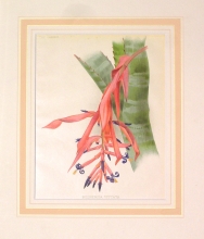 GA178 - Billbergia vittata