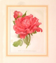 GA179 - Paeonia moutan