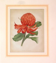 GA180 - Telopea Speciosissima