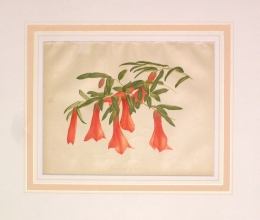 GA181 - Philesia buxifolia