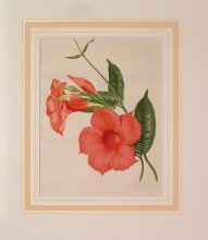 GA184 - Dipladenia profusa