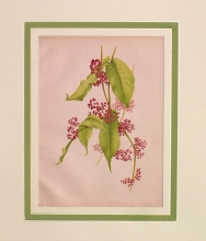 GA188 - Callicarpa purpurea