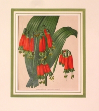 GA191 - Phaedrassa chloracea