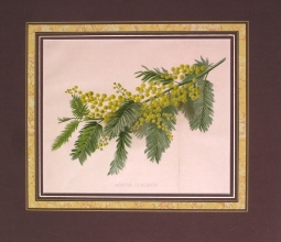 GA192 - Acacia dealbata